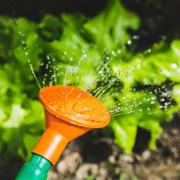watering plants with a watering can.jpg watering plants with a watering can.jpg